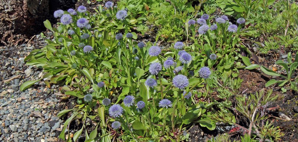 Kugelblumen in meinem Garten aus dem Frühling/Sommer 2022