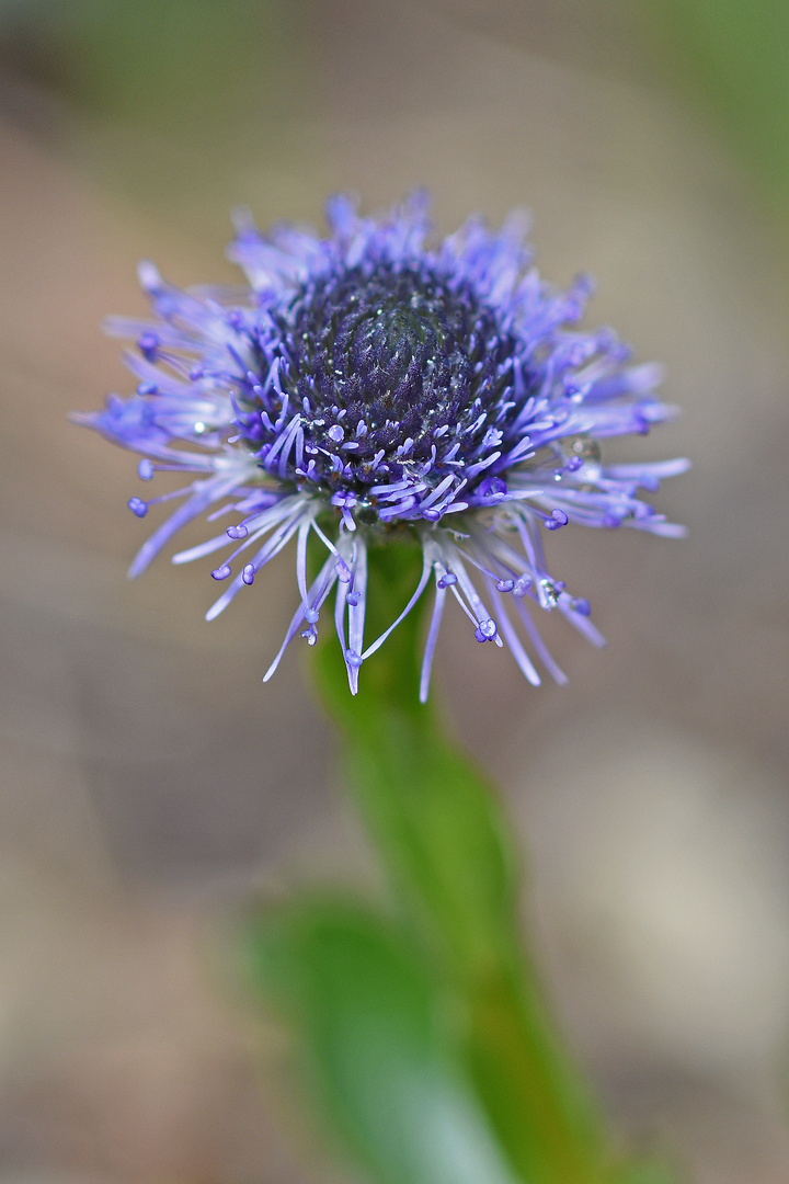 Kugelblumen-Viererlei (IV)