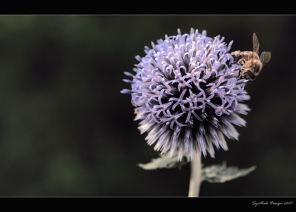 * Kugeldistel *