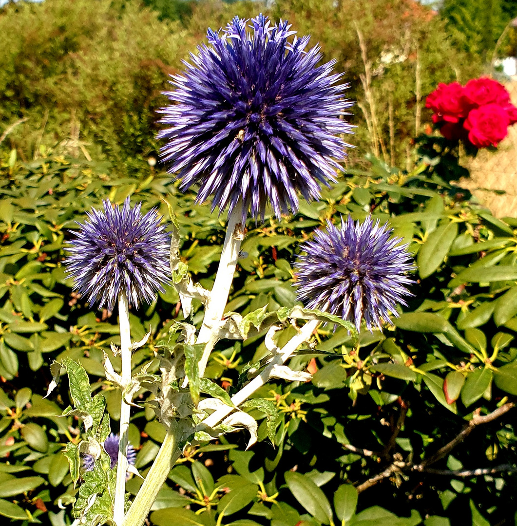 Kugeldistel