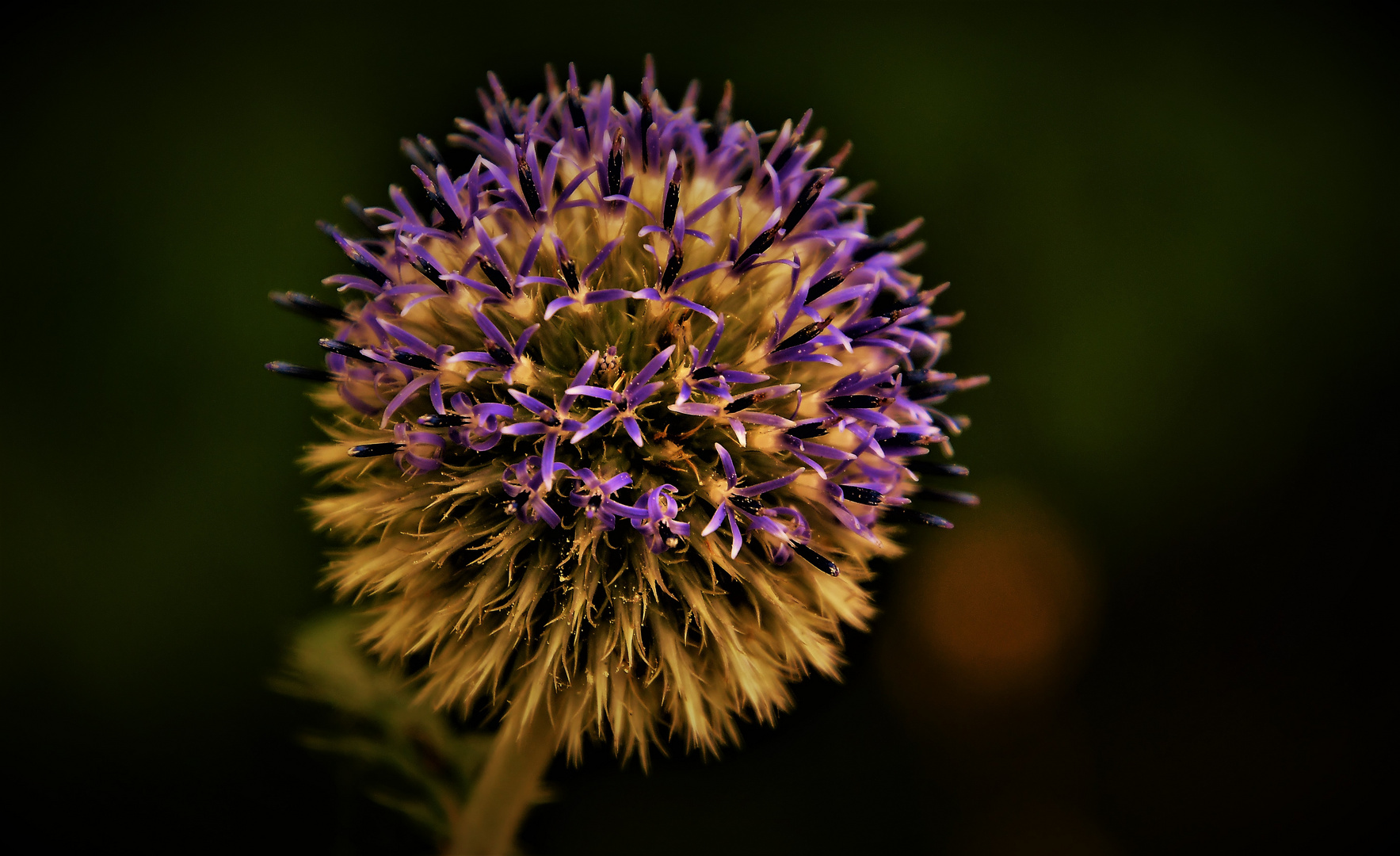 Kugeldistel