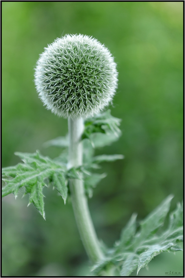 Kugeldistel