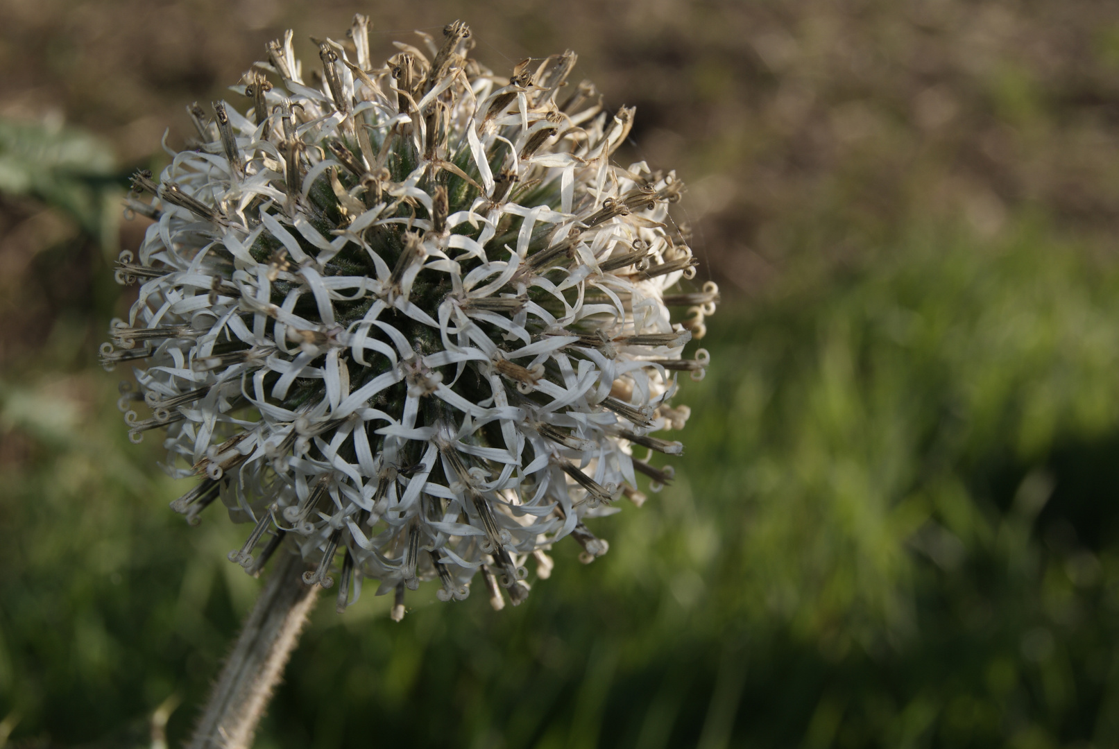 Kugeldistel