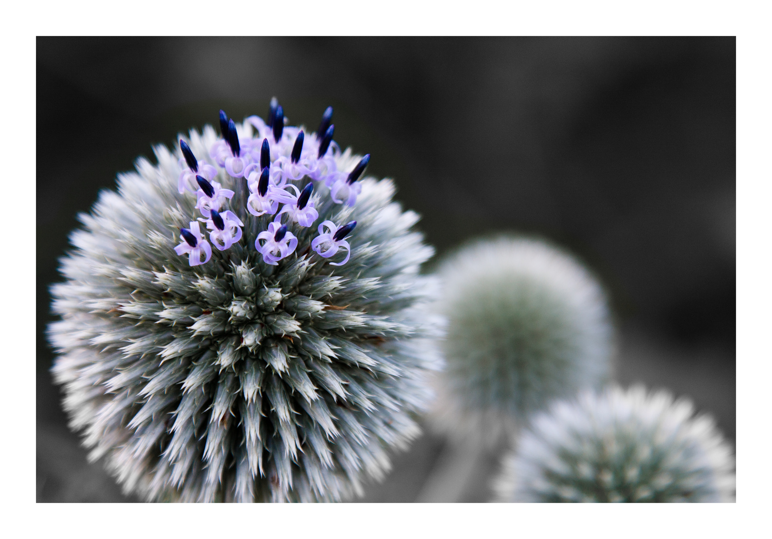 Kugeldistel