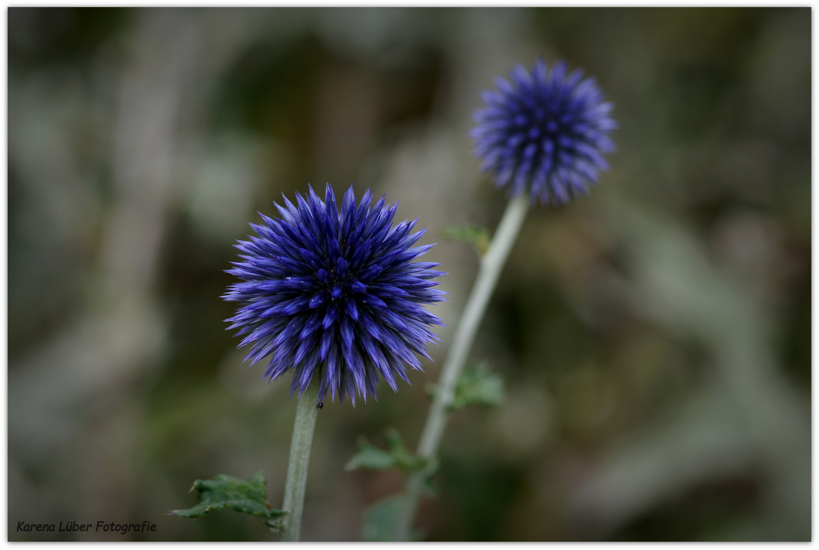 Kugeldistel