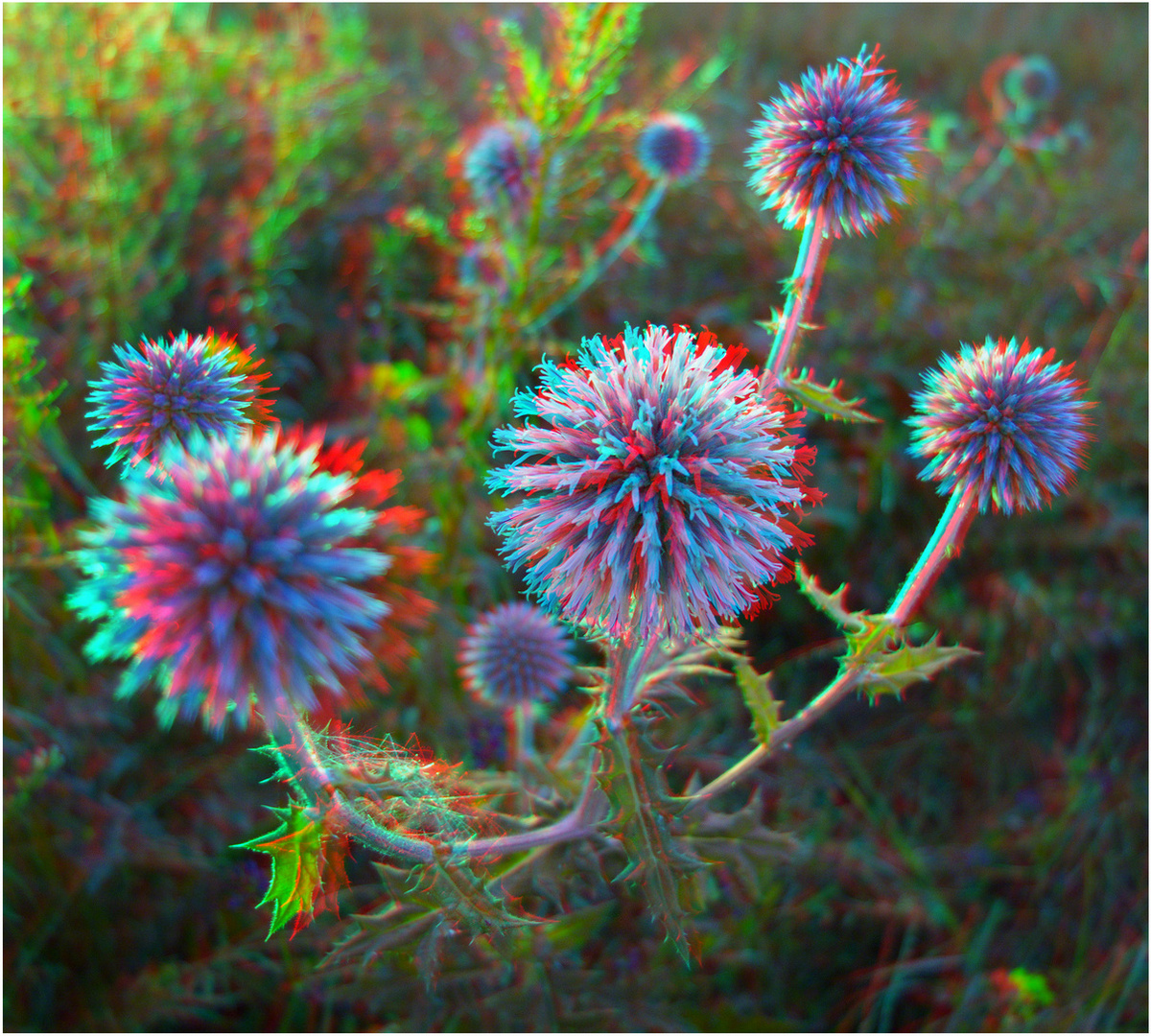 Kugeldistel (3D-Foto)