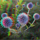 Kugeldistel (3D-Foto)