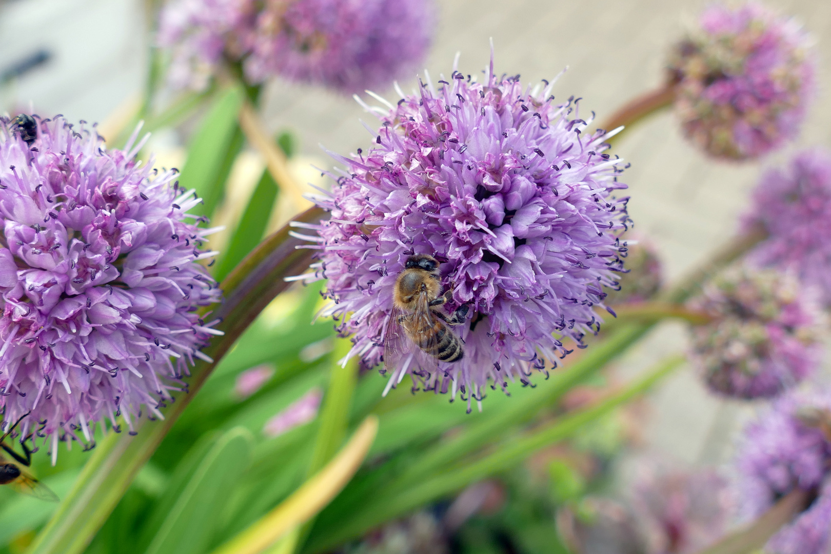 Kugeldistel