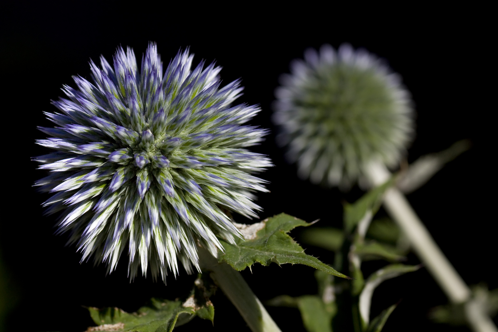 Kugeldistel