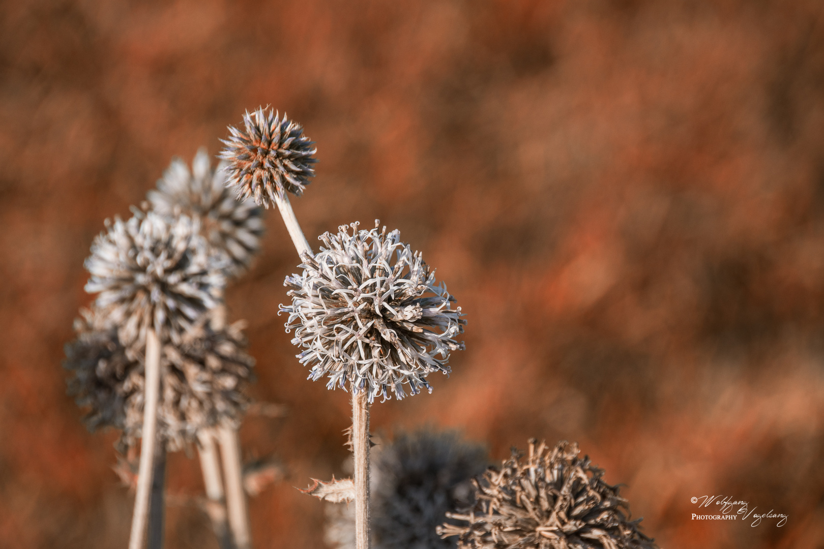 Kugeldistel