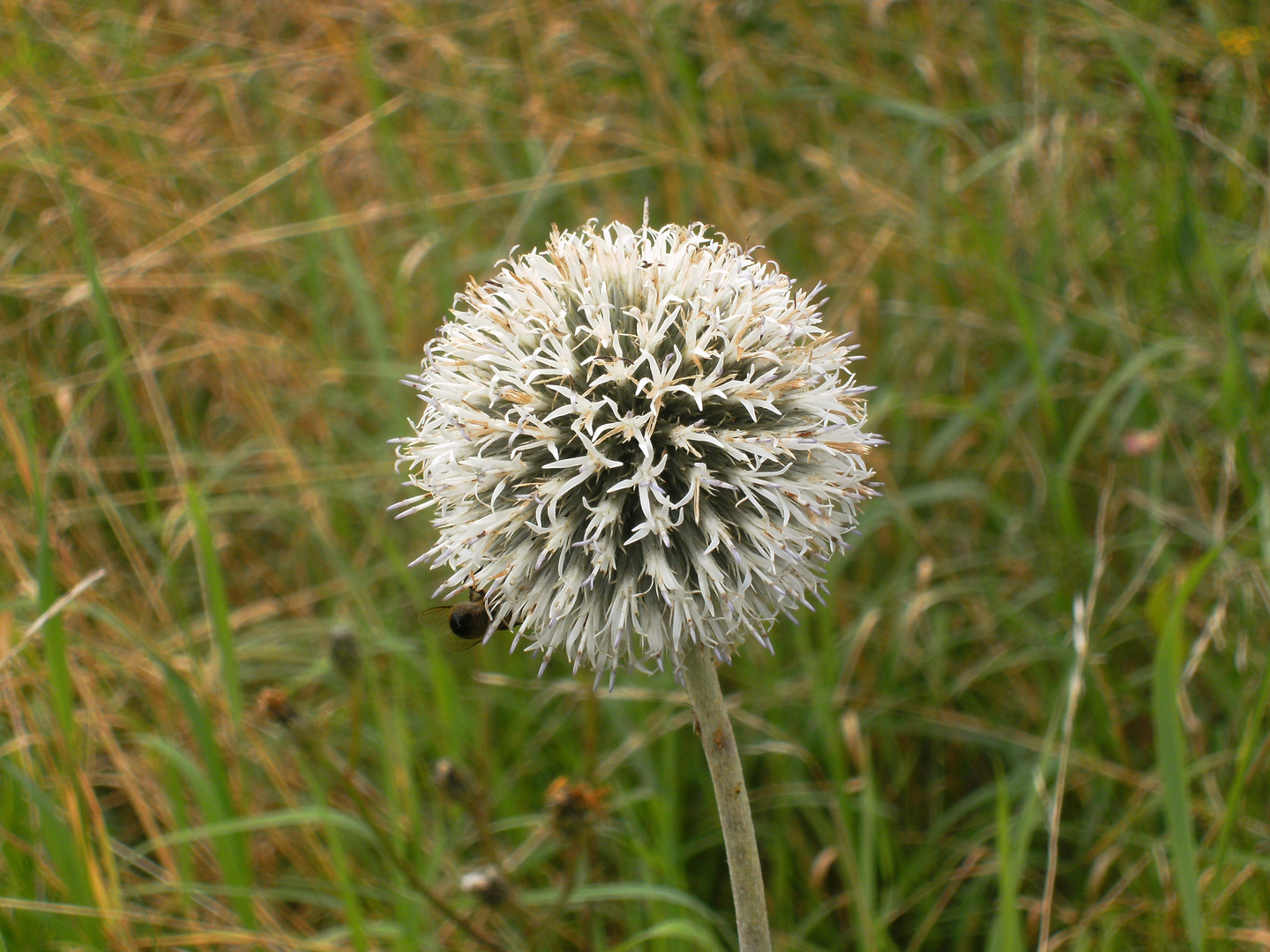 Kugeldistel