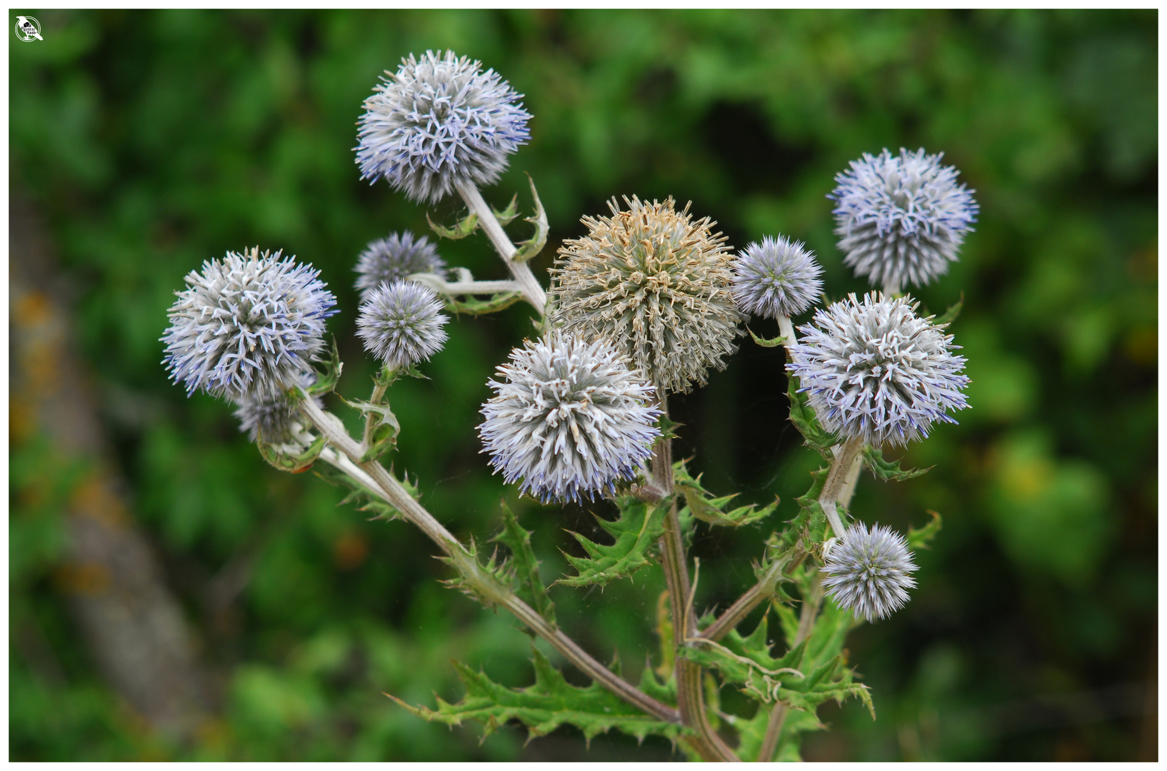 Kugeldistel