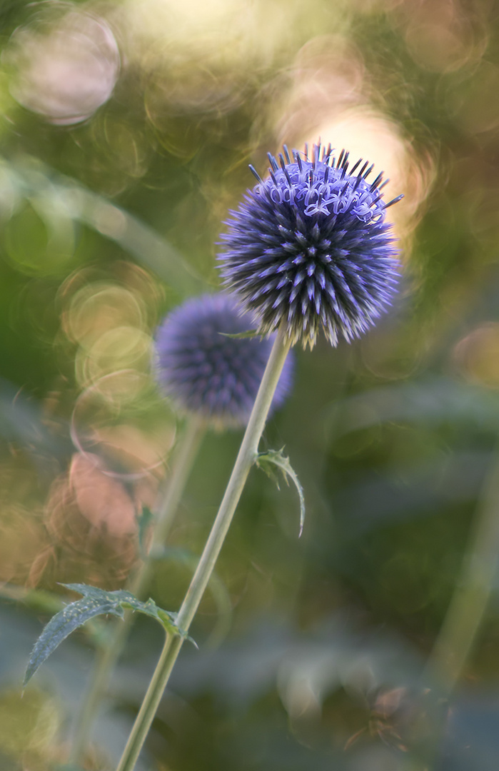 Kugeldistel