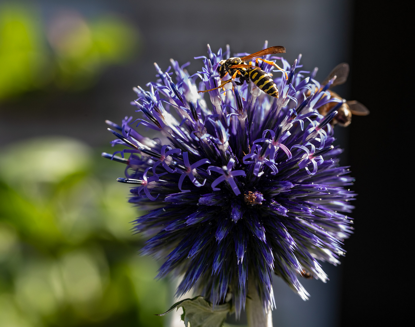 Kugeldistel