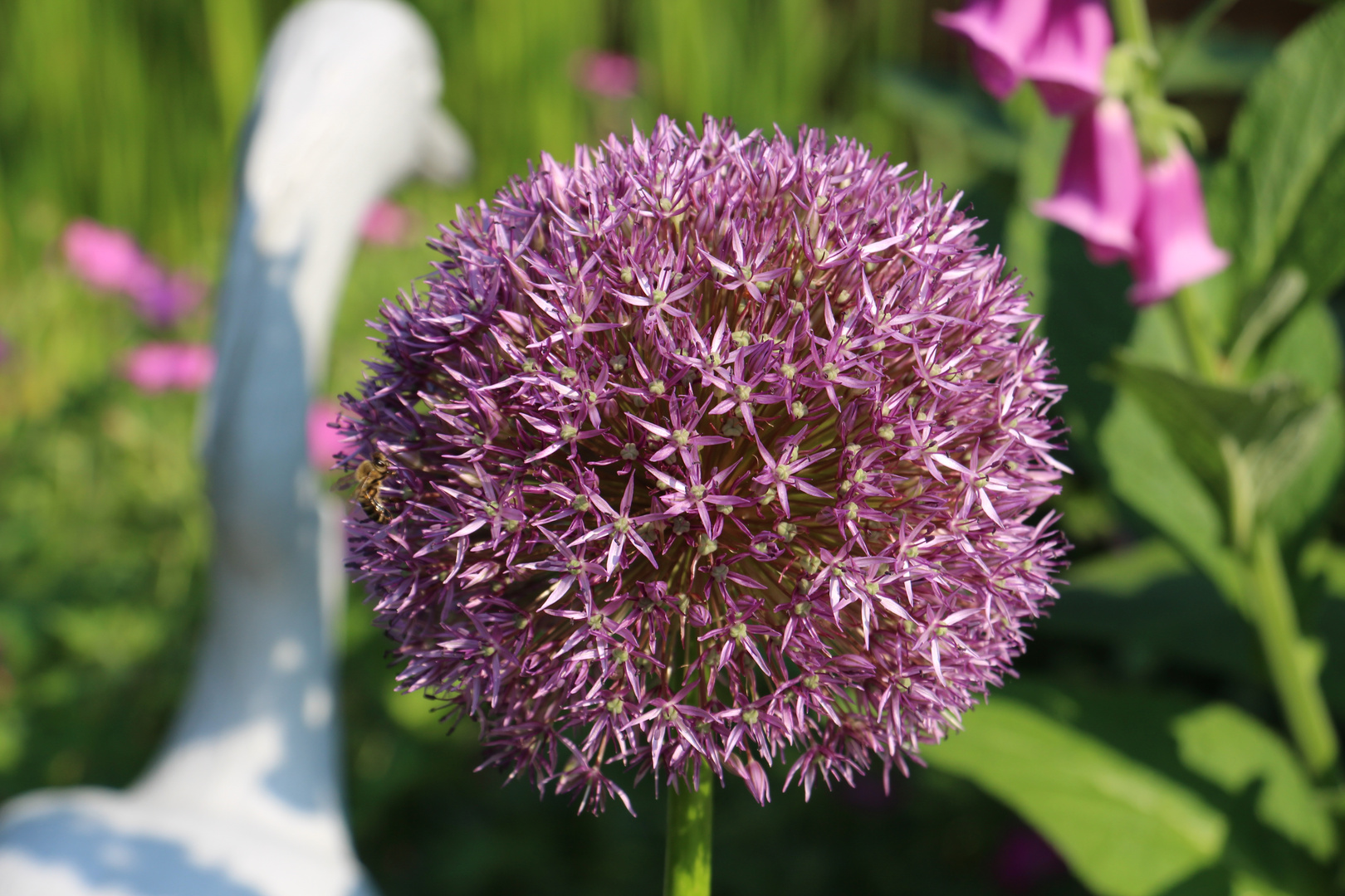 Kugeldistel