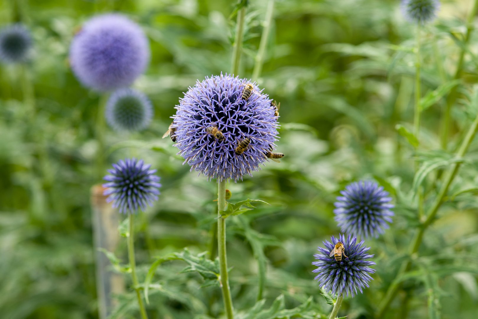 Kugeldistel