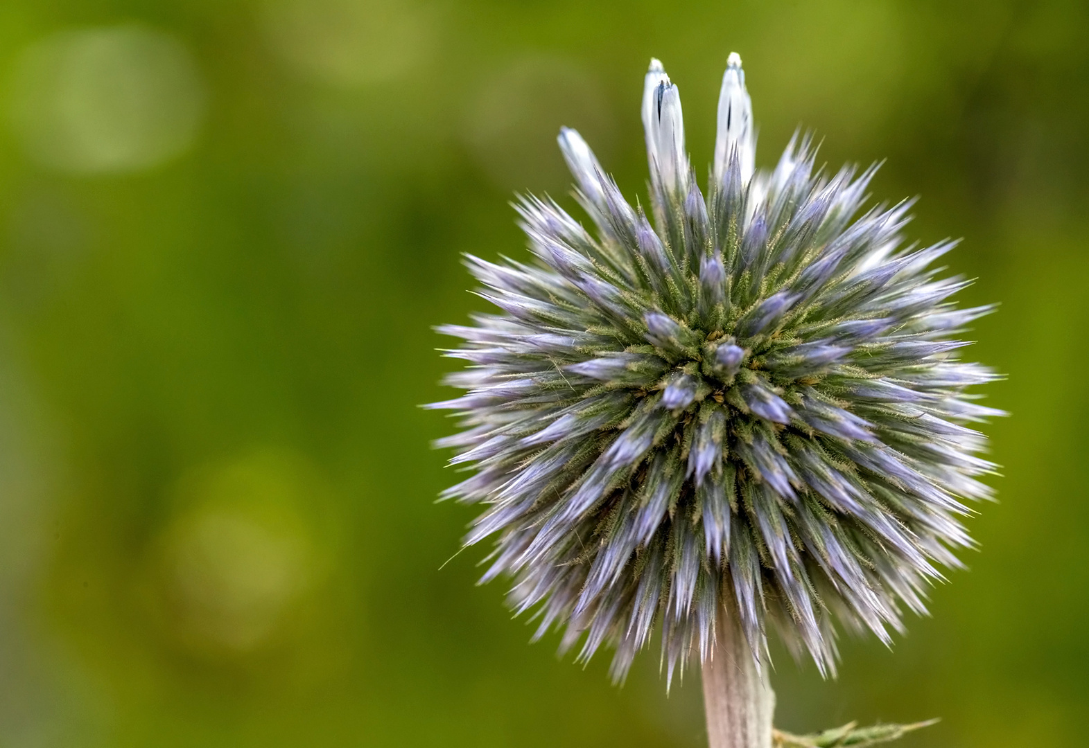 Kugeldistel