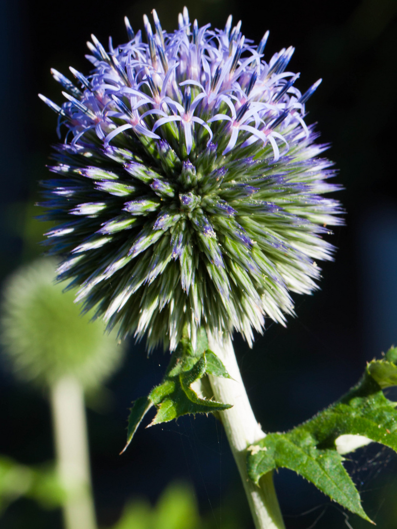 Kugeldistel