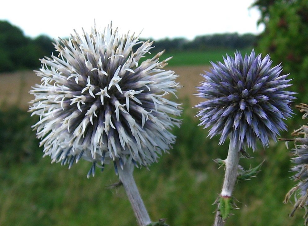 Kugeldistel