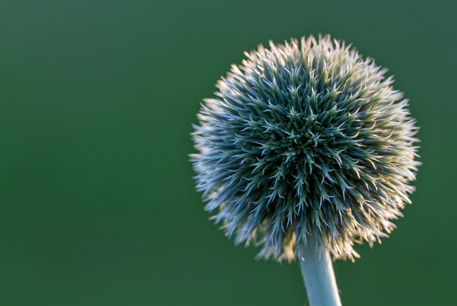 Kugeldistel