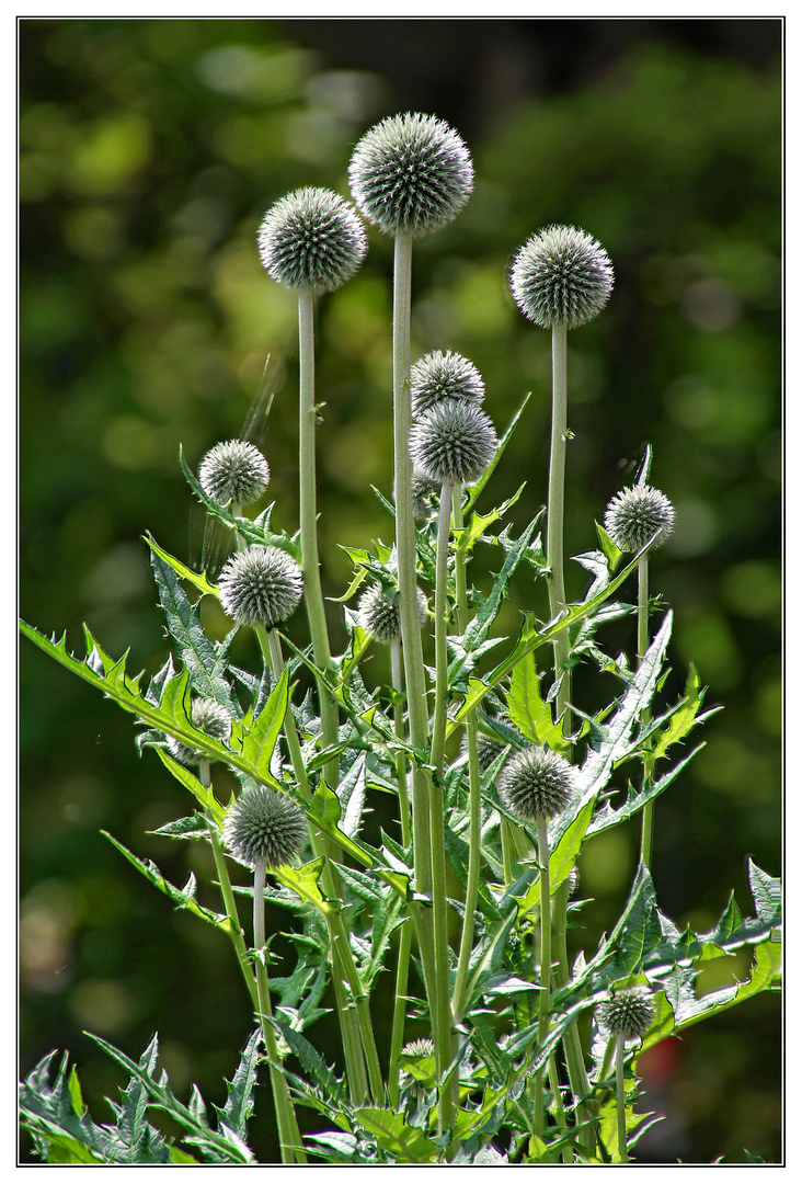 Kugeldistel