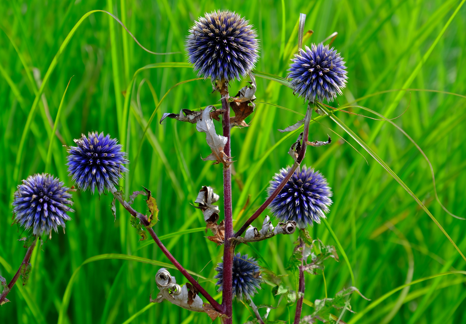 Kugeldistel