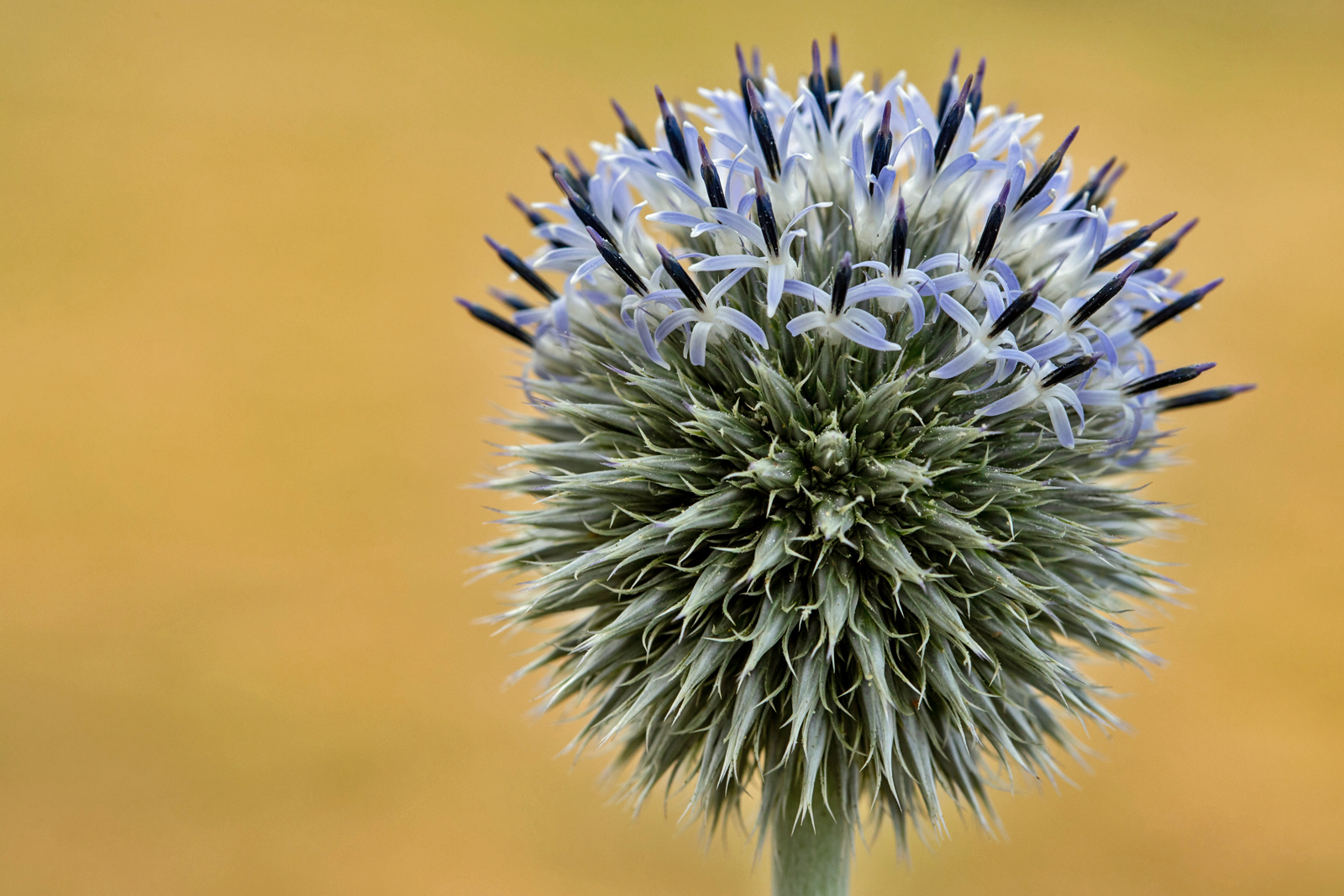 Kugeldistel