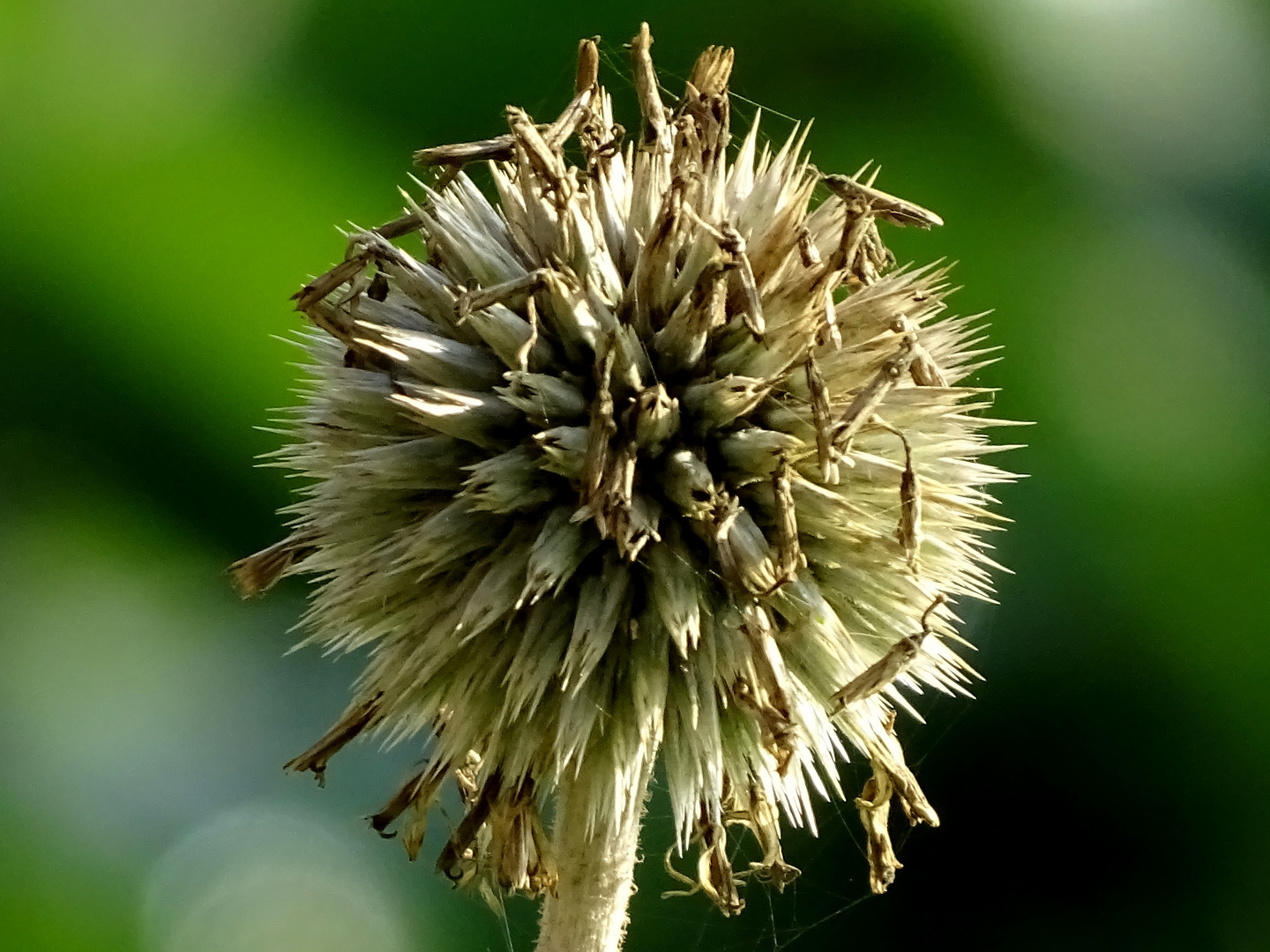 Kugeldistel  