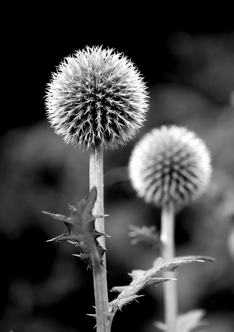 Kugeldistel