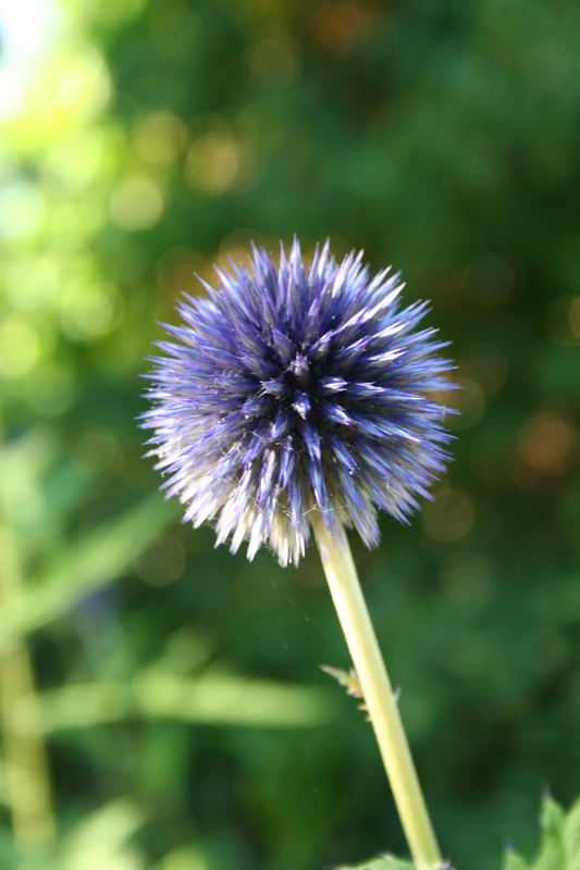 Kugeldistel