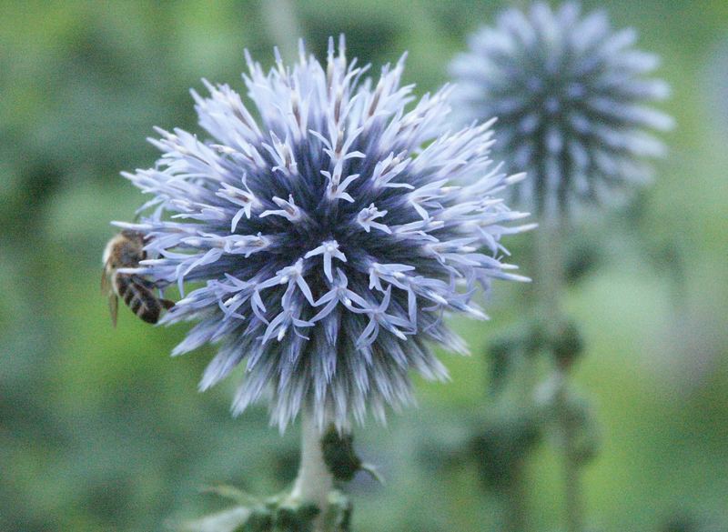 kugeldistel