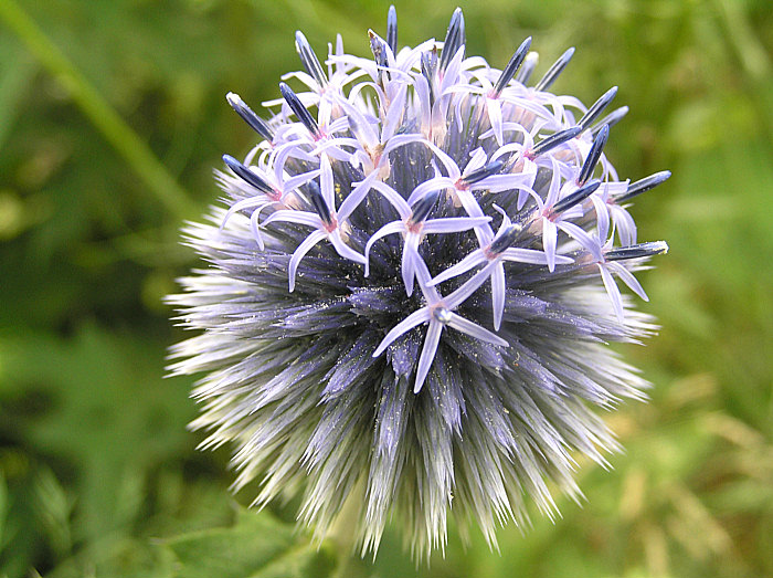 Kugeldistel