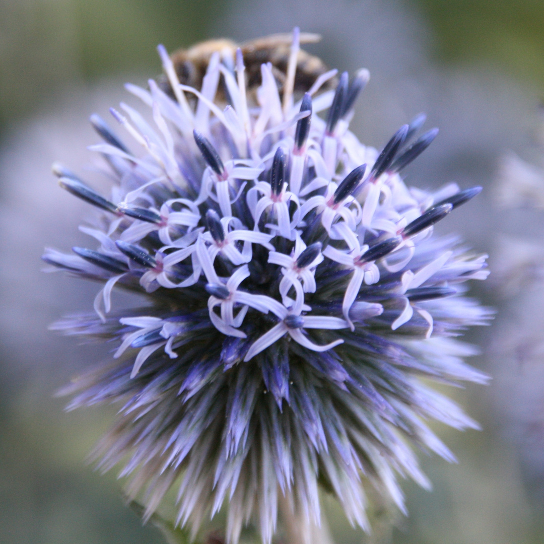 Kugeldistel