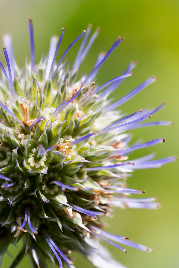 Kugeldistel