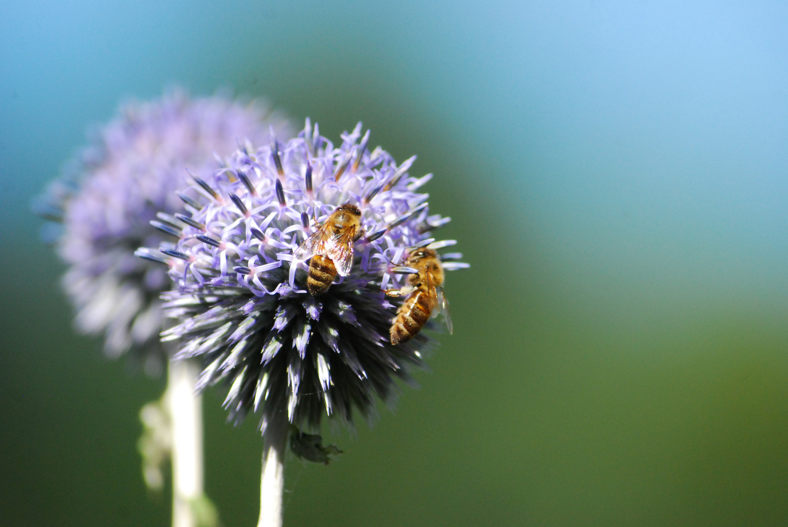 Kugeldistel