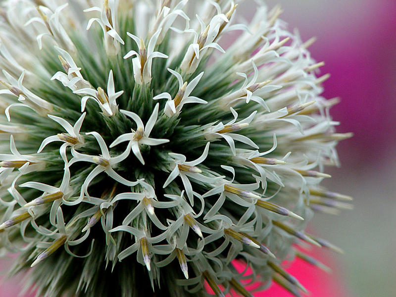 Kugeldistel (alle Raketen frei zum Urknall)