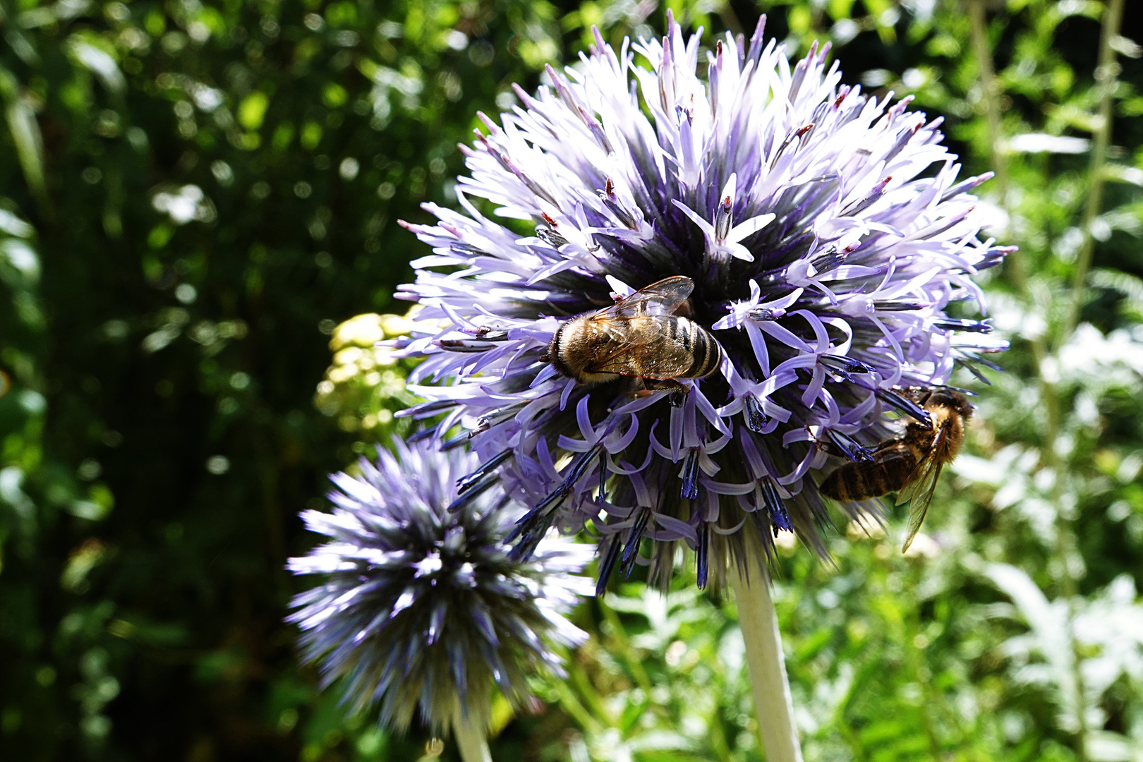 Kugeldistel als  Bienennahrung