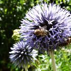 Kugeldistel als  Bienennahrung