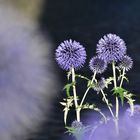 Kugeldistel auf Asphalt