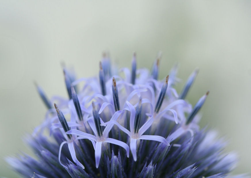 Kugeldistel aus der Nähe