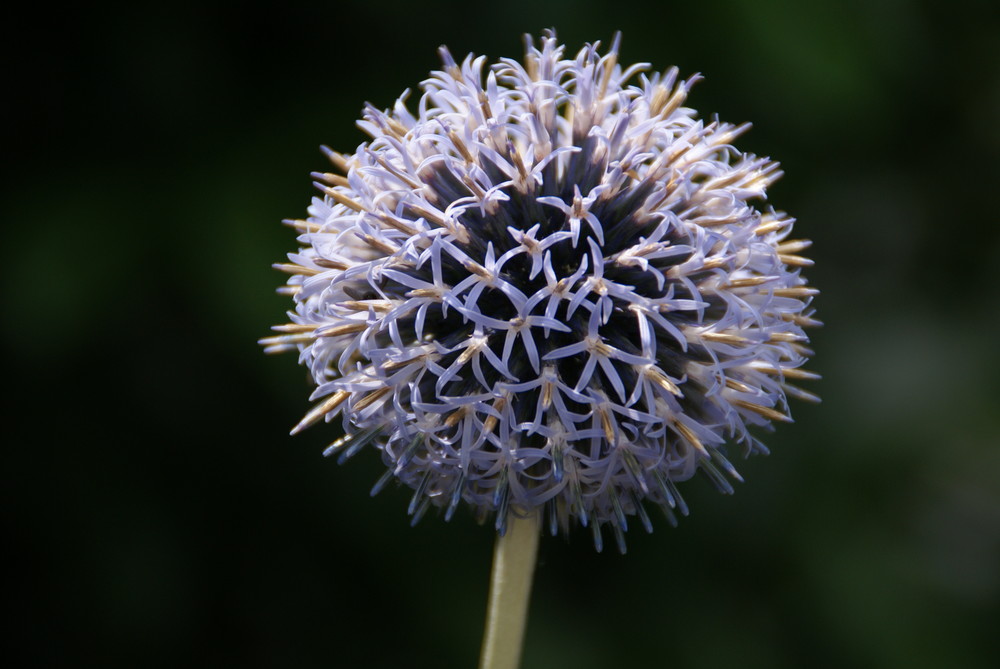 Kugeldistel beim Aufblühen