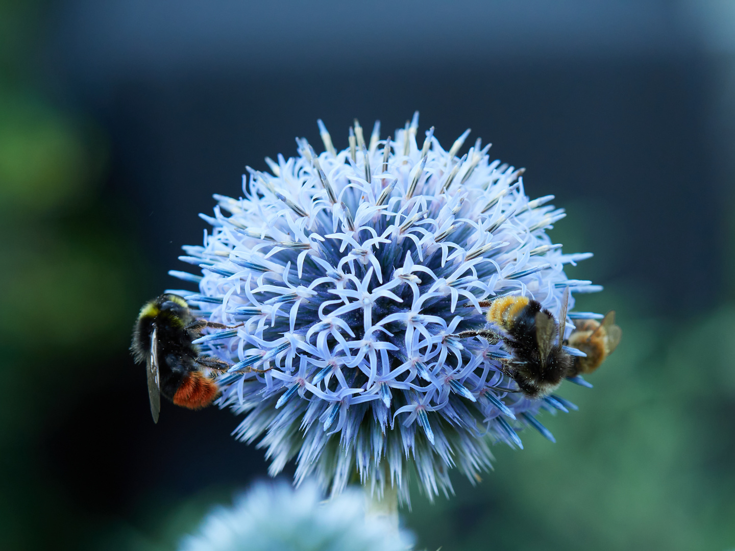 Kugeldistel bekommt Besuch