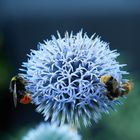 Kugeldistel bekommt Besuch