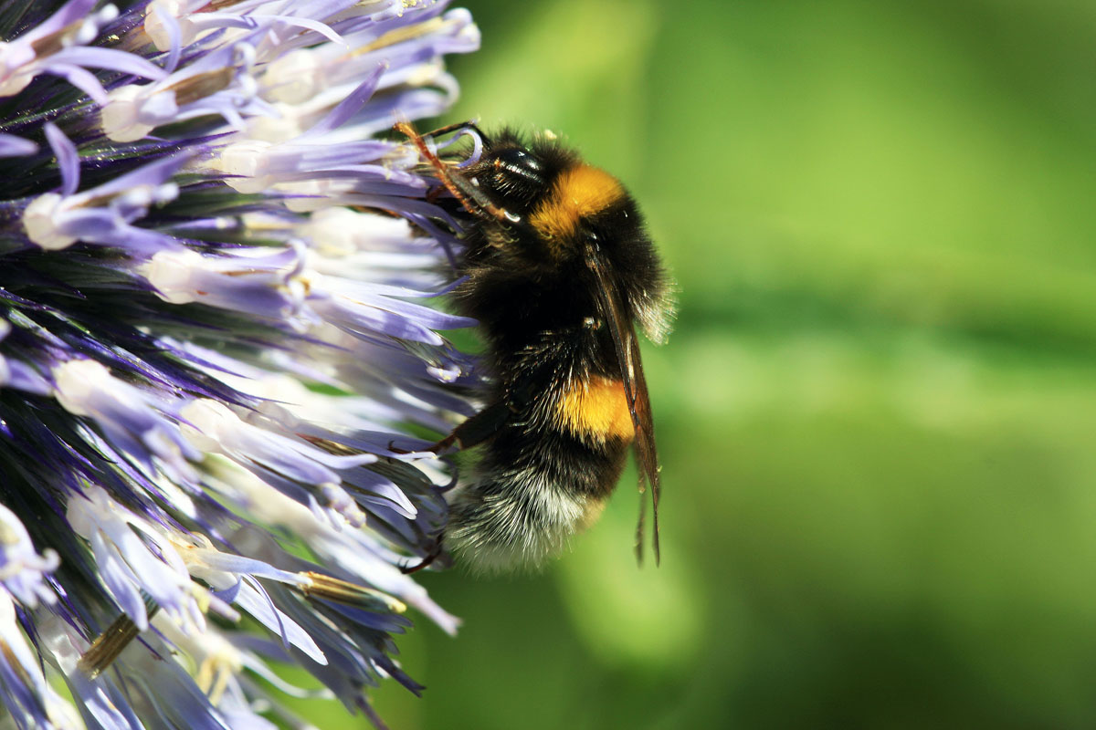 Kugeldistel Besuch 1