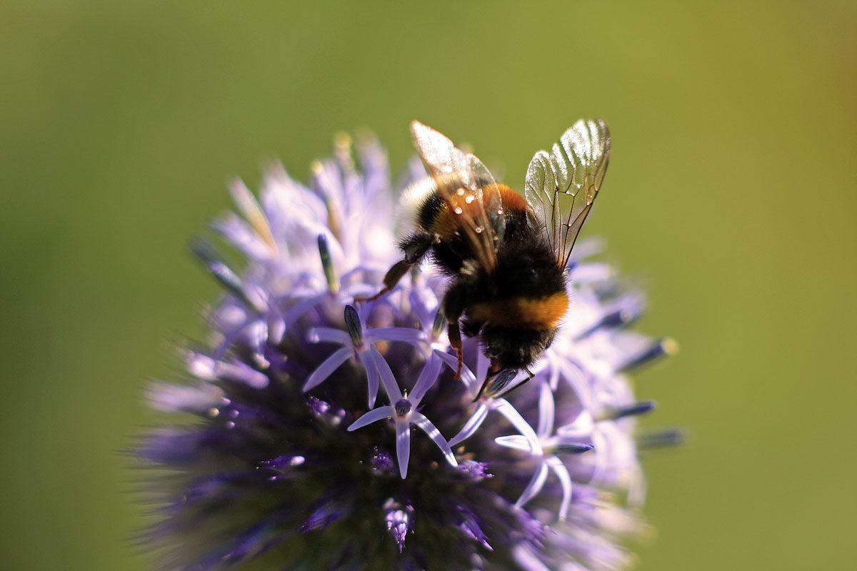 Kugeldistel Besuch 2