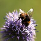 Kugeldistel Besuch 2