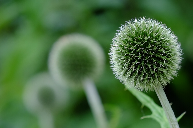 Kugeldistel