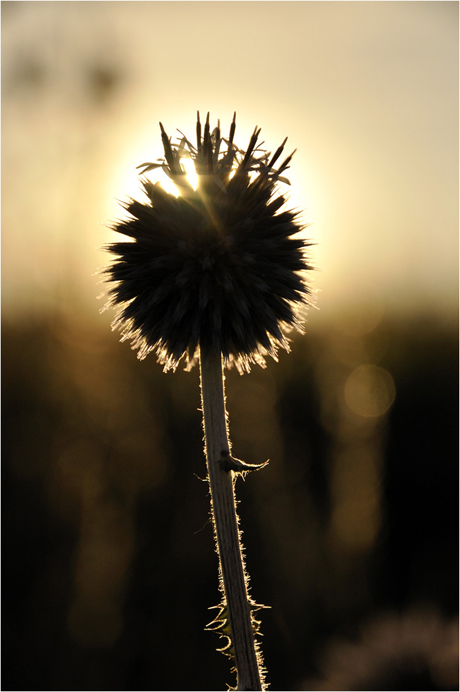 Kugeldistel