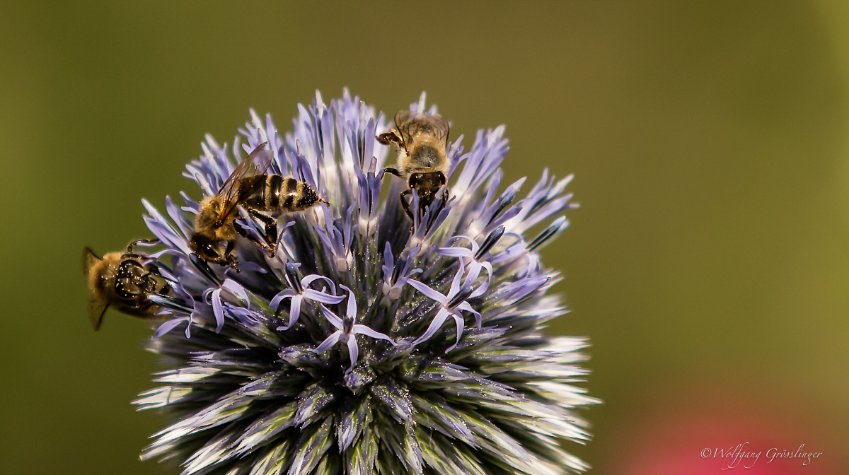 Kugeldistel