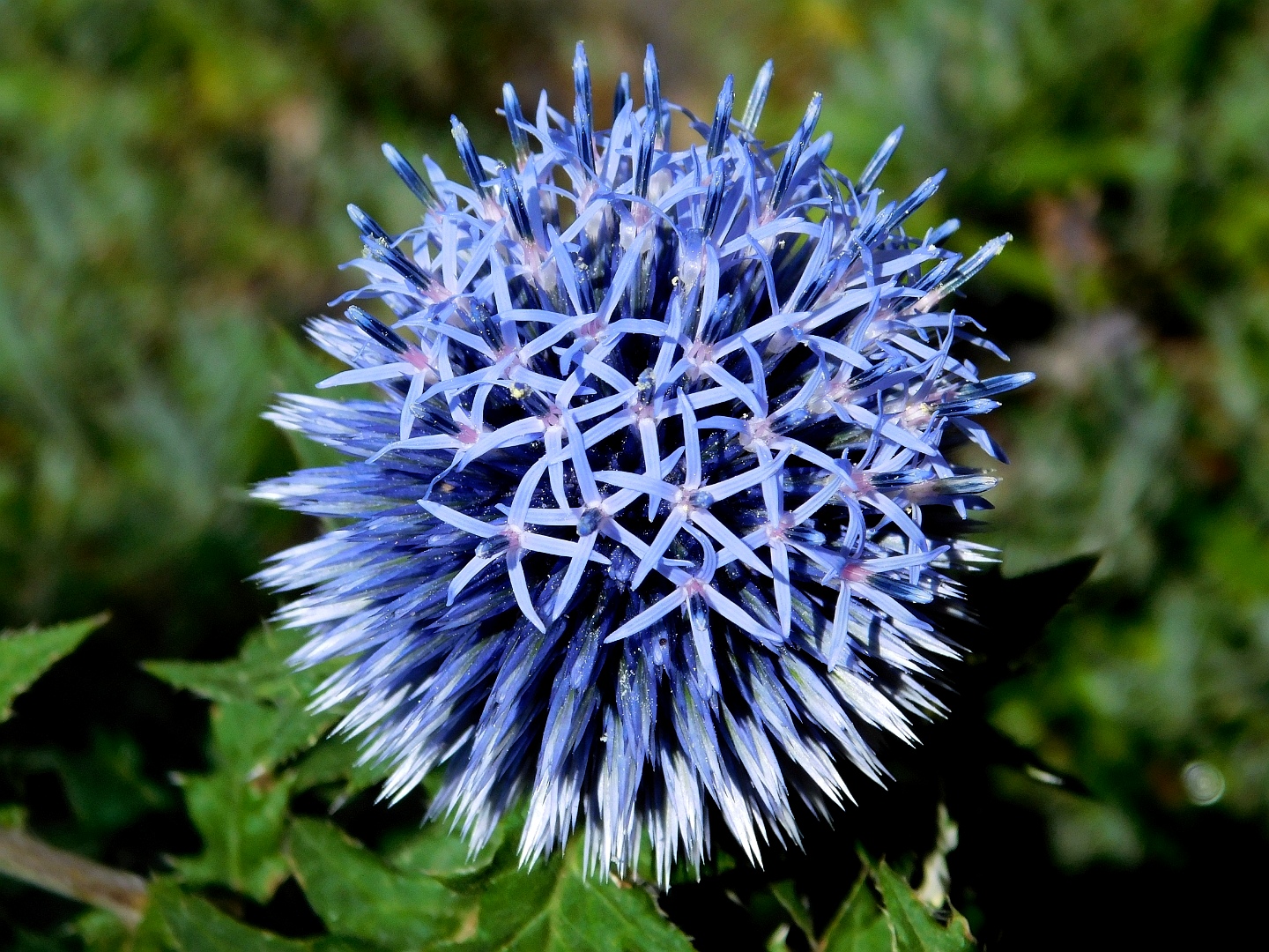 Kugeldistel